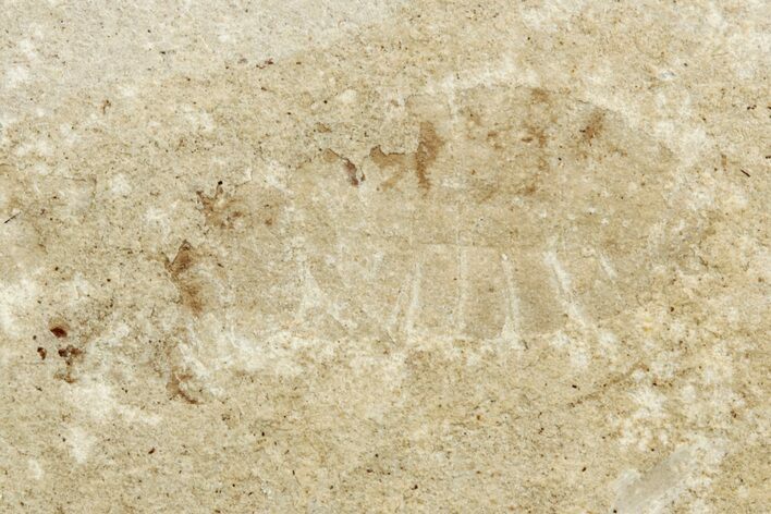 Ghostly Fossil Insect (Odonata) Larva - Bois d’Asson, France #256736